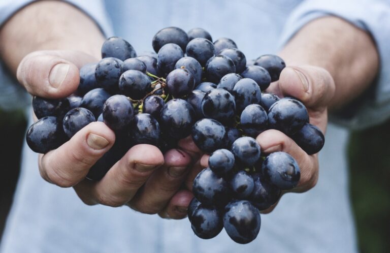 One Fruit, Endless Benefits — Grapes Truly Shine