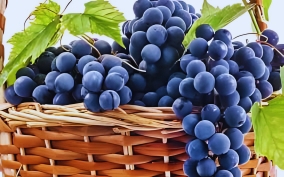 GRAPES, A SPLENDIDLY NUTRITIOUS FRUIT